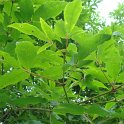 Acer triflorum feuille